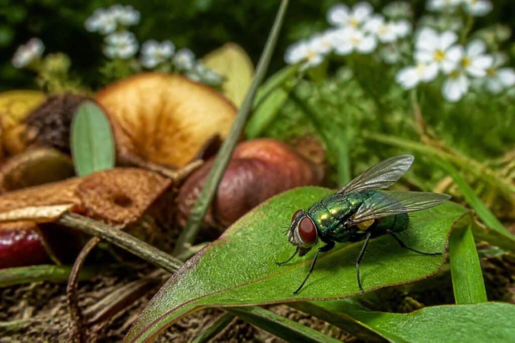 découvrez tout ce qu'il faut savoir sur la mouche verte : son identification, son habitat naturel et son impact sur l'environnement.