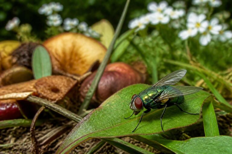 découvrez tout ce qu'il faut savoir sur la mouche verte : son identification, son habitat naturel et son impact sur l'environnement.