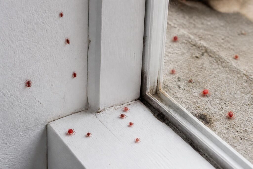 dĂ©couvrez comment identifier les petites bĂȘtes rouges dans la maison ou sur le bĂ©ton et apprenez les mĂ©thodes efficaces pour sâen dĂ©barrasser rapidement.